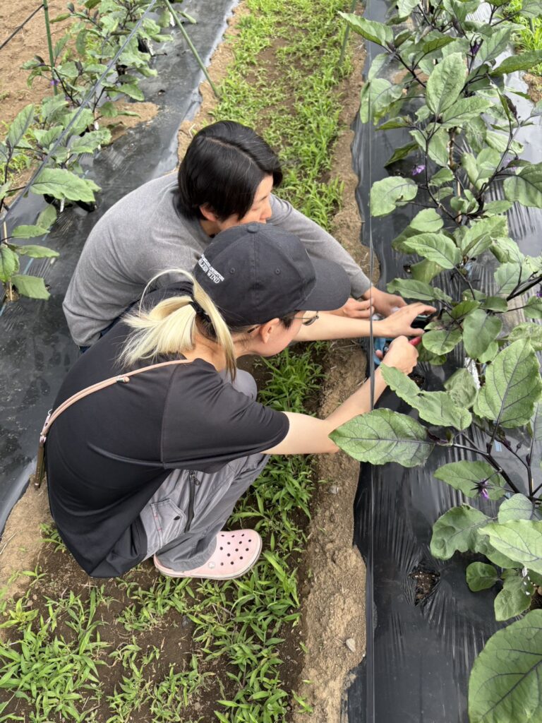 「SMI FARM 収穫体験会の様子」